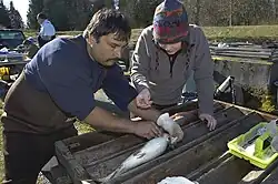 Photo of man inspecting steelhead broodstock in hatchery