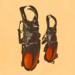 Hexarthrius parryi paradoxus from Sumatra. Museum specimen