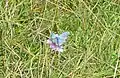 Butterfly on Rodborough Common