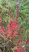 Bright crimson leaves at the onset of autumn, Velké Chvojno, Czech Republic