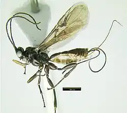 Lytopylini - Lytopylus sp.