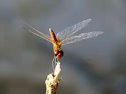 Male, Leichhardt Falls, Queensland