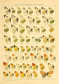 Anthocharis in Seitz