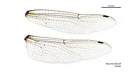 Female wings