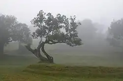 Large trees with grass between them in mist