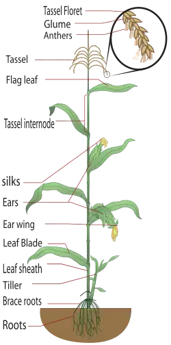 Parts of a maize plant