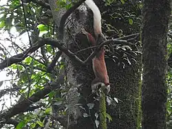 Malabar Giant Squirrel at Matheran