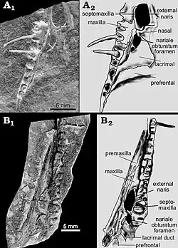 Mesosaurid skull