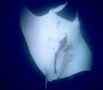 Manta ray with remoras at Ningaloo Reef