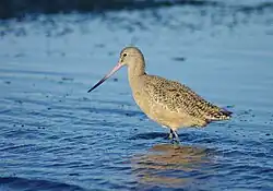Feeding on mudflat at low tide, Elkhorn Slough