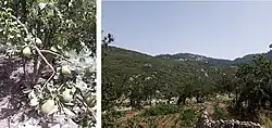 Illustrations of fruit plantations in the environs of Chefchaouen.