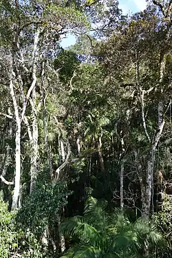 Upright photograph of a rainforest showing trees from the ground up to the crowns. The trees are illuminated by the sun.