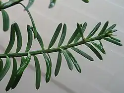 The adult leaves of the mataī are dark green, somewhat glaucous above, glaucous below, and linear to sickle-shaped.