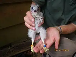 Mauritius kestrel born in Kestrel Valley Mauritius, 2011
