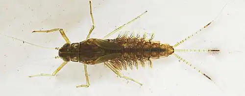 Image 15Mayfly nymph with paired abdominal gills (from Insect flight)
