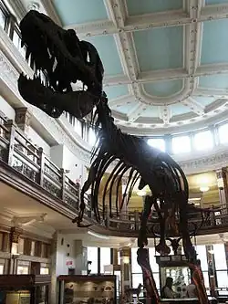View of the Gorgosaurus in the central evolution exhibit atrium