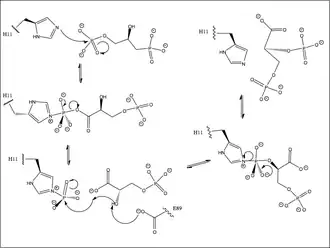 Mechanism for conversion of 1-3BPG to 2-3 BPG.