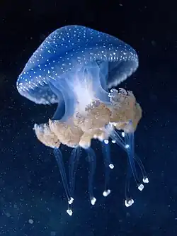 Phyllorhiza puntata captive bred, France