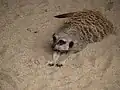 Meerkat