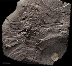 Meganeurites gracilipes