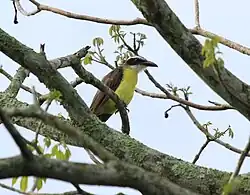 Boat-billed flycatcher (Megraynchus pitangua), Veracruz, Mex. (2011).