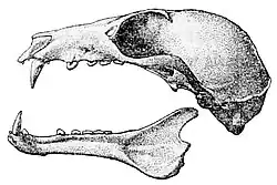 Drawing of bat skull