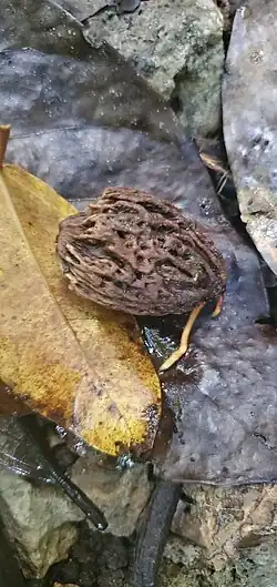 Seeds with root. Hilaan, Dededo, Guam