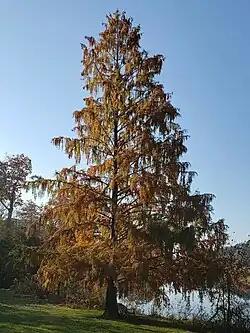 Taxodioid seed cones
