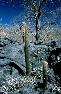 Habitat in NE Goias, Brazil