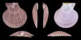 purple form, left valve