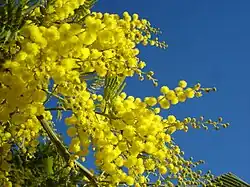 Image 32Yellow mimosa is the symbol of International Women's Day in Italy as well as in Russia, Ukraine and many other ex-Soviet Union republics (from International Women's Day)