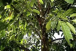 Tropical tree with large green leaves