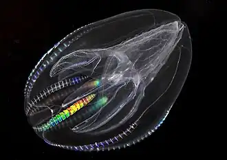 The sea walnut ctenophore has a transient anus which forms only when it needs to defecate[58]