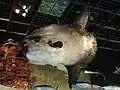 Largest taxidermy of Mola mola
