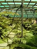 Inside the fernery