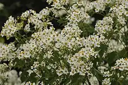 Flowering profusely in India