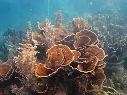 Montipora aequituberculata colonies near Ningaloo Reef