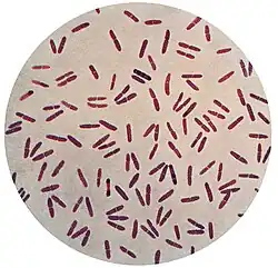 Microscope view of Moraxella lacunata bacteria