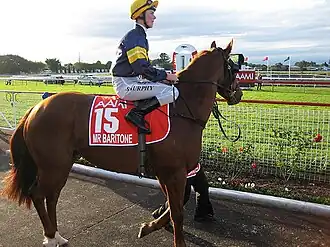 Winner of 2009 Stradbroke Handicap