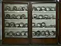 Paleontology collection of human skulls