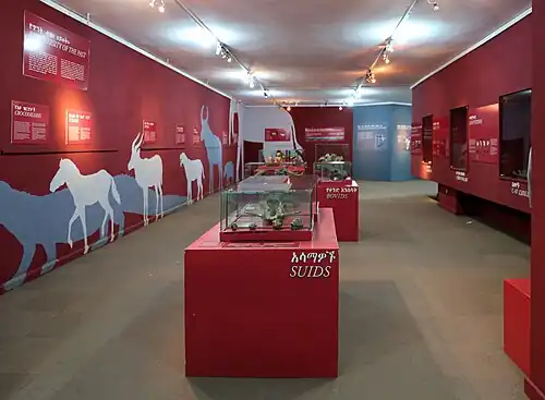 The Basement Gallery for Fossils.