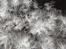 Agaricus bisporus, a common white mushroom, and its mycelium, visually similar to the branching paths of the mycelial network.