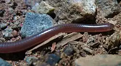 Myriopholis type species; Long-tailed thread snake (M.&nbsp;longicauda)