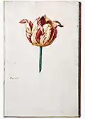 Hand-painted page from a Tulip Catalogue, 1630s