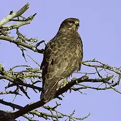 Common buzzard, Bogesund, Vaxholm, Stockholm