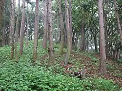 Nagae-Sakurayama Kofun Cluster