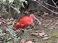 A scarlet ibis in the zoo's Nancy Hilfiker Aviary in December 2024.