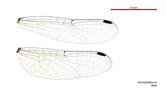 Photo of male wings