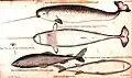 Narwhal Monodon monoceros narhval