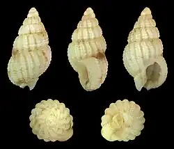 Nassarius (Hima) fuscolineatus